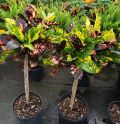 Standard Croton